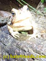 /home//u458753944/public_html/sourcegallery//McKaig Nature Center/2020-06-05/P6050545.JPG